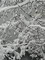 Snow, Blackheath P1070147
